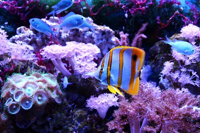 Miami FL Sea Aquarium - BillLentis.com